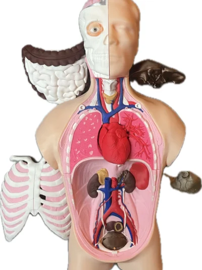 Human Anatomy Model (Torso)